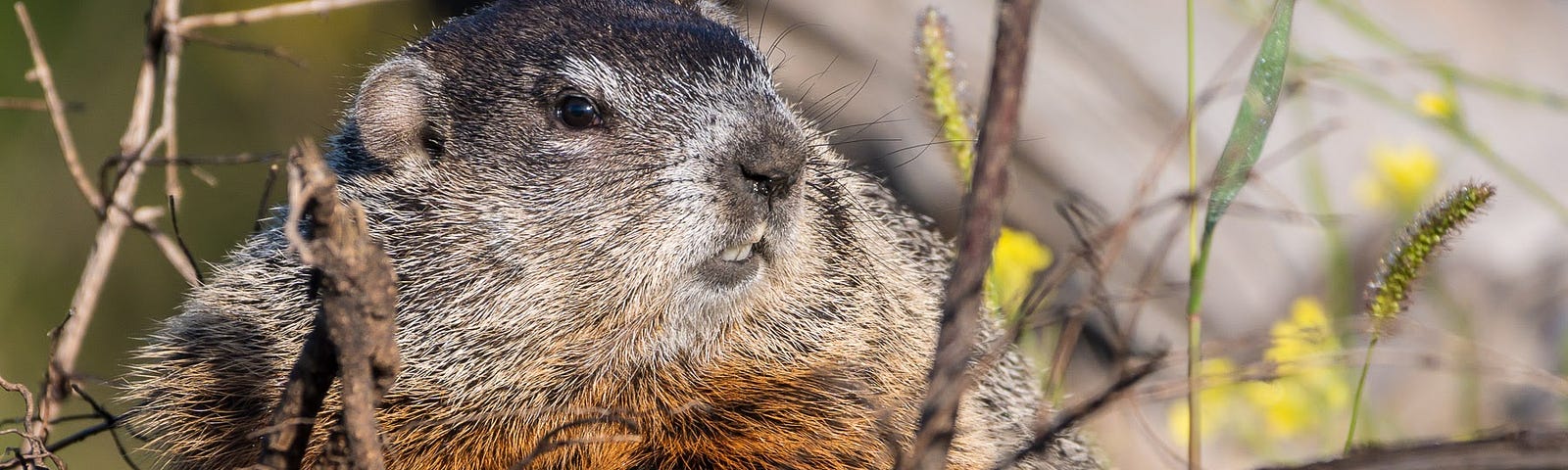 A woodchuck rests on a fallen log in a city park brush pile.