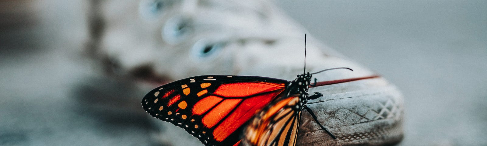 A close-up to the grey gravel ground of a monarch butterfly clinging to the front edge of a white dirtied Converse-style sneaker.