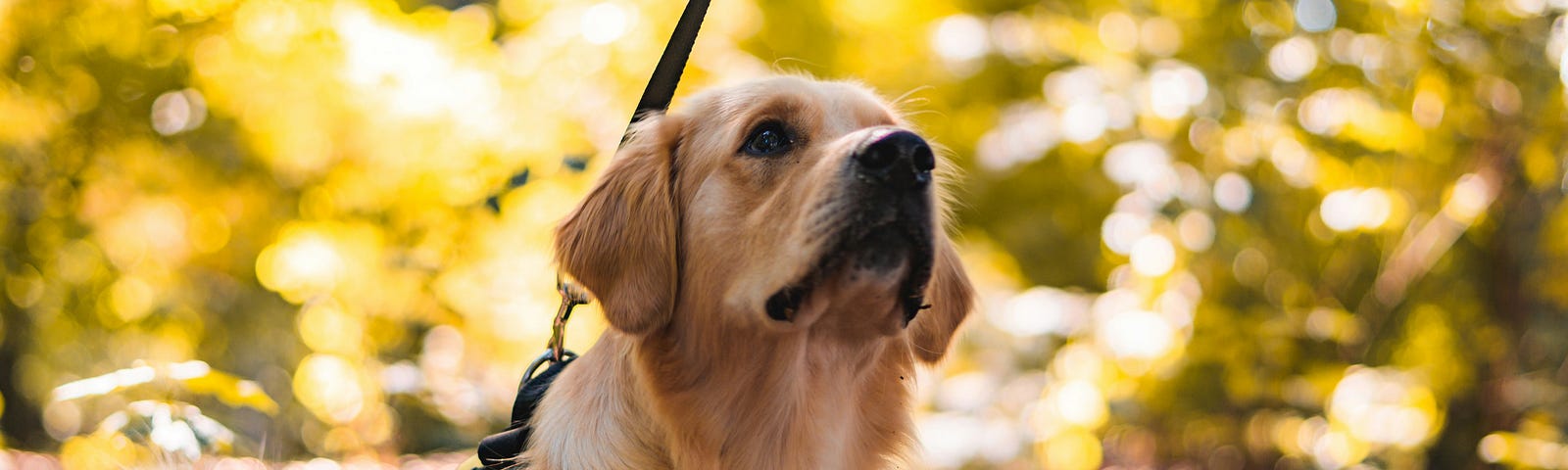 A golden retriever with a yellow and black K9 harness laying down in leaves while on a leash. In the back are yellowish-gold bushes/grass that is blurred out. The leaves/ground beneath the dog is brown. He is gazing up at his handler out of frame.