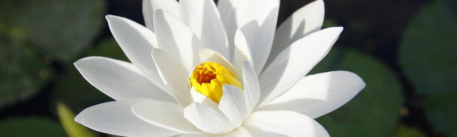 Photo of a flower similar to a lotus, with white petals and a yellow center. In the background, you can see blurry rounded dark green leaves on water.