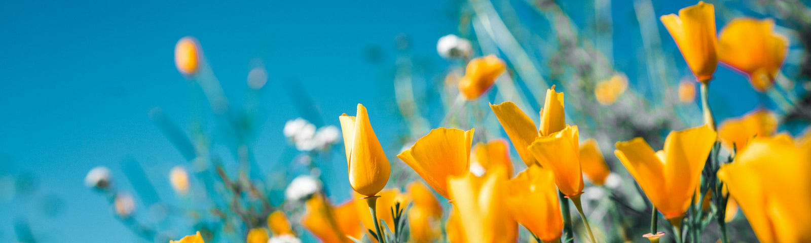 yellow flowers