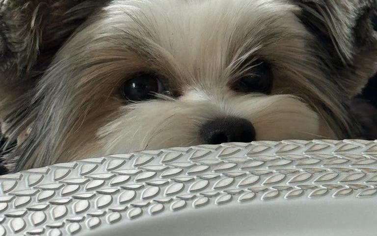 Dog peering over a plate