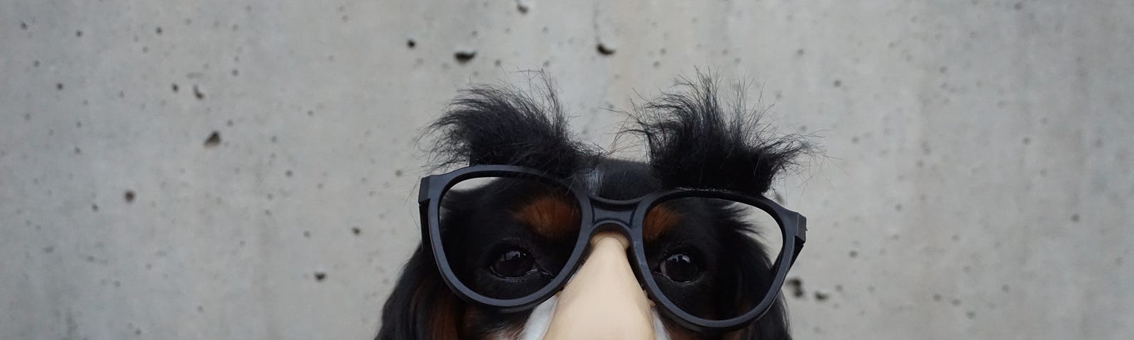 A long-eared dog wears a comedic mask composed of a broad nose upon which sit fake thick-rimmed glasses topped with fluffy eyebrows.