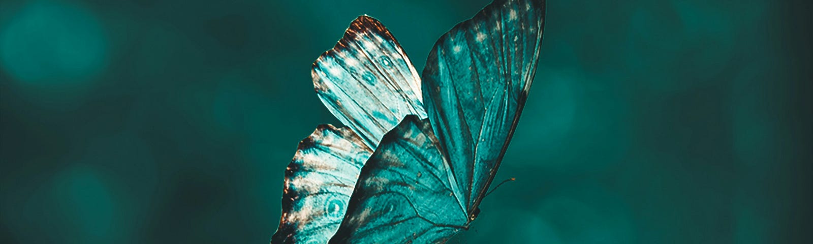 butterfly flying, green hues