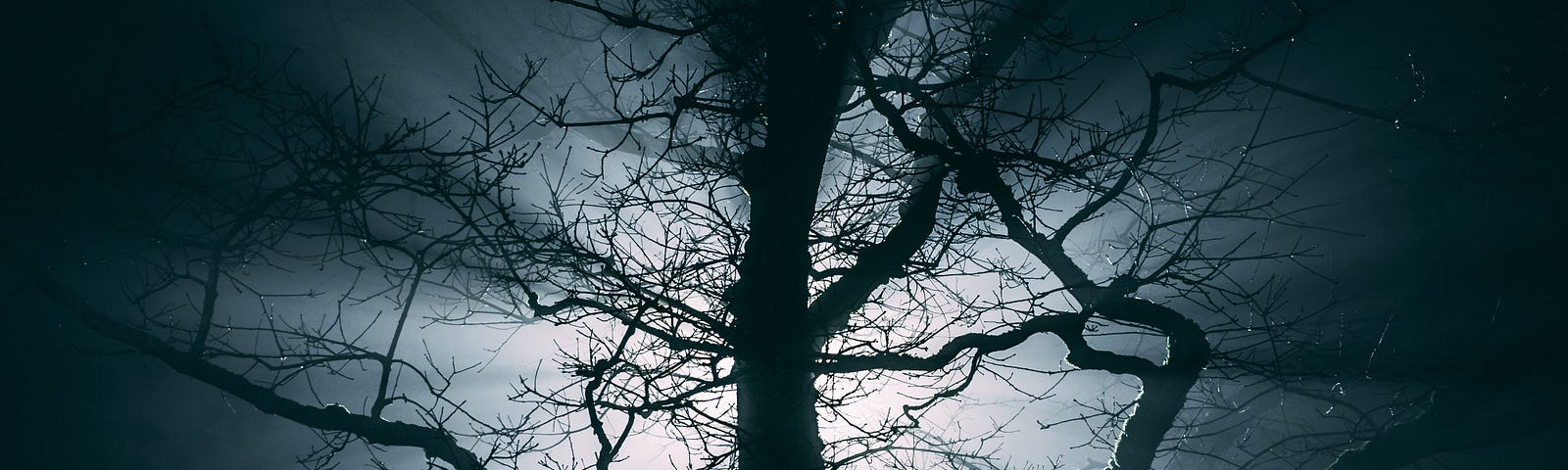 A night tree with light behind