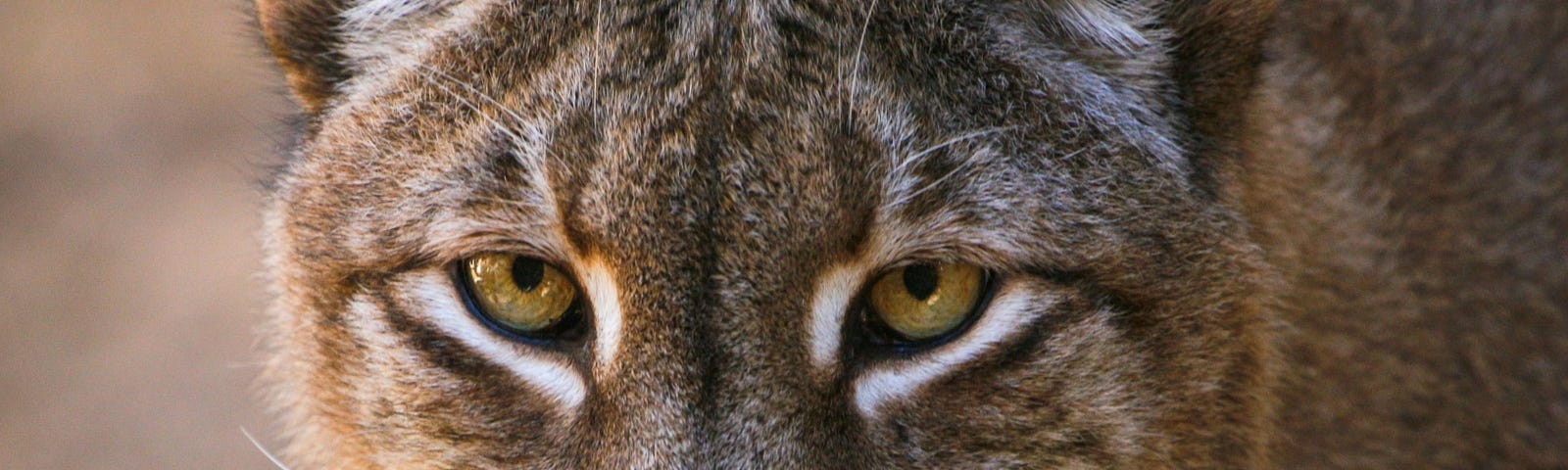 Lynx face close up…