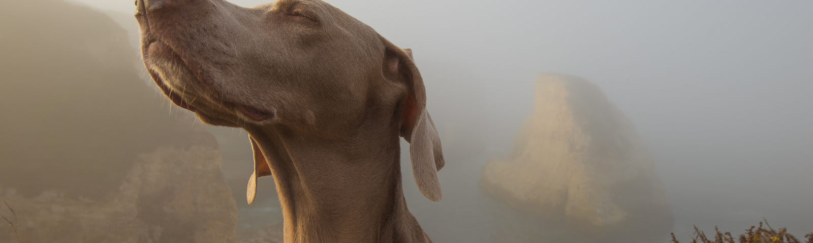 A weimaraner faces us as the brown-colored dog looks slightly up and to the left. The animal appears to be in the hills, but the background is faded.