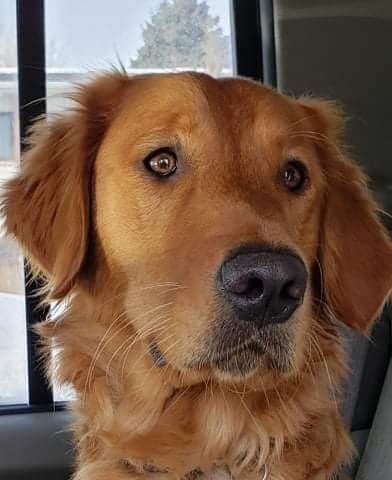 Golden Retriever's face looking concerned.