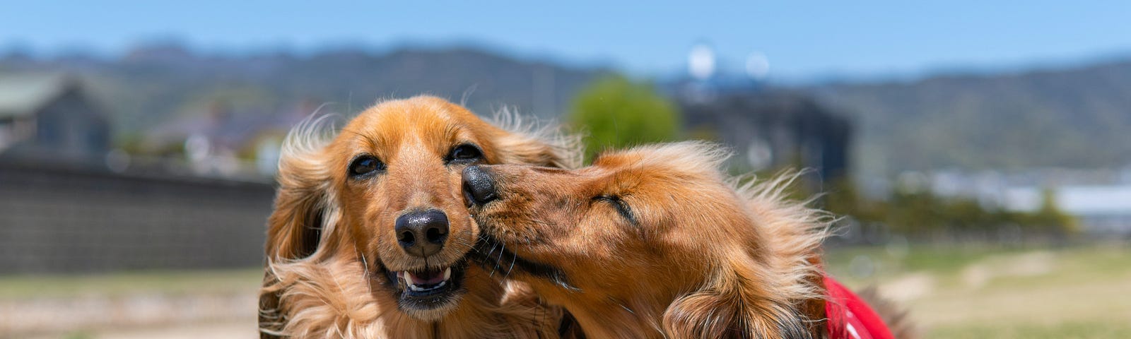 A long haired dog kisses her doggy companion