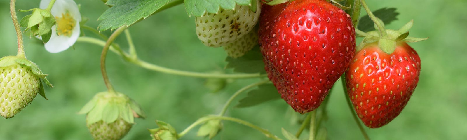 Three strawberries on the vine