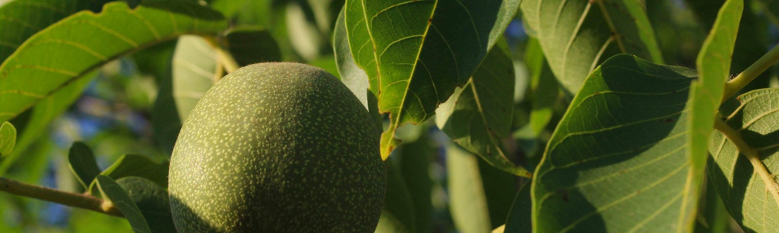 I used to peel these green nuts in August with my grandpa and talk about his youth. Photo by Czapp Botond on Unsplash