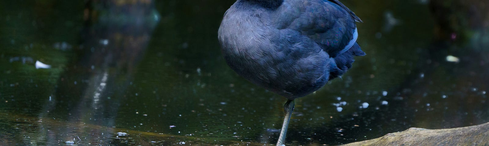 Coot perched on a log with beak open