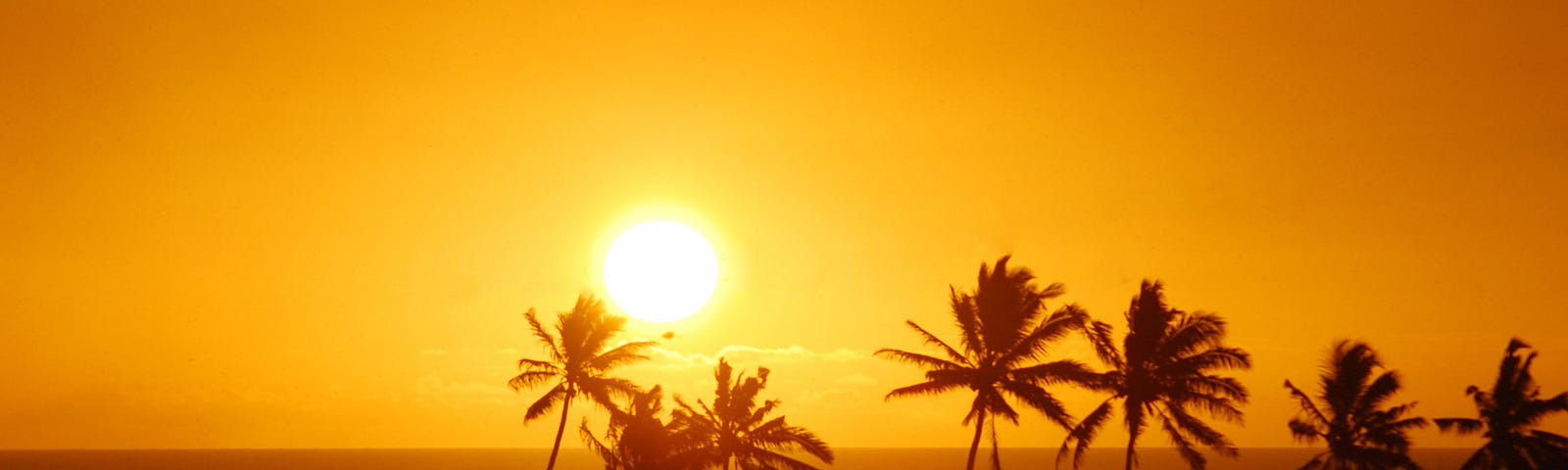 a beautiful orange sunrise over a beach, there are tropical coconut palms in the forefront and the shares are orange, and brown yellow