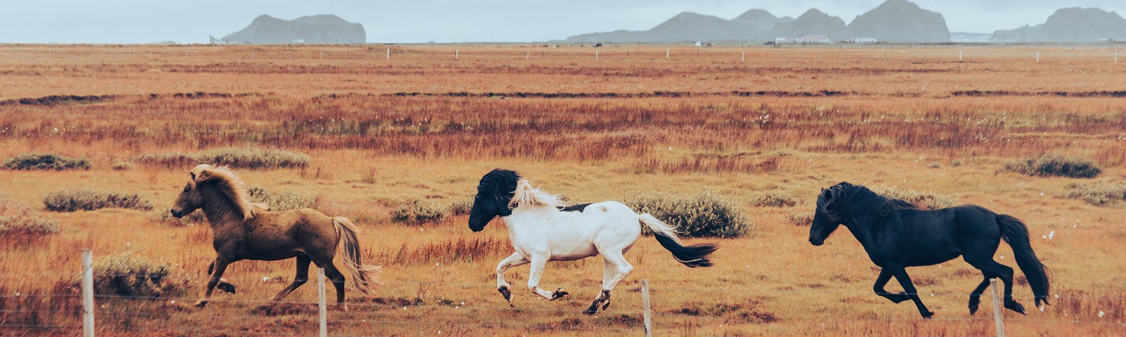 wild horses running, mountains in the background