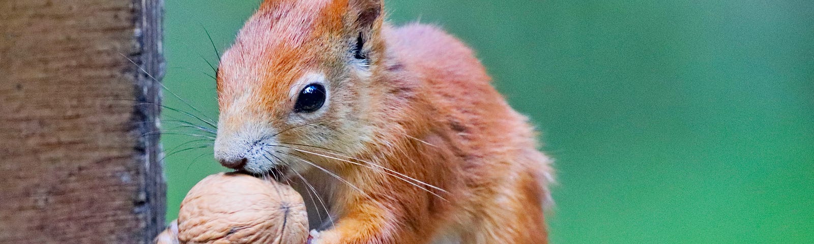 A nice auburn colored squirrel grasping a nut.