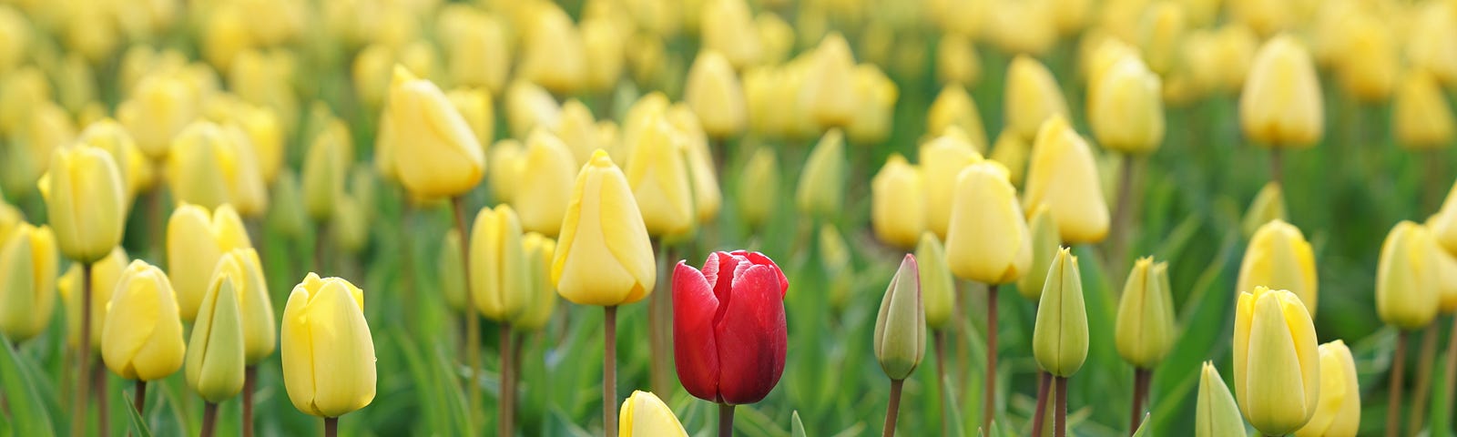 A single red tulip in a field of yellow tulips.