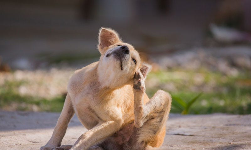 A dog scratching itself