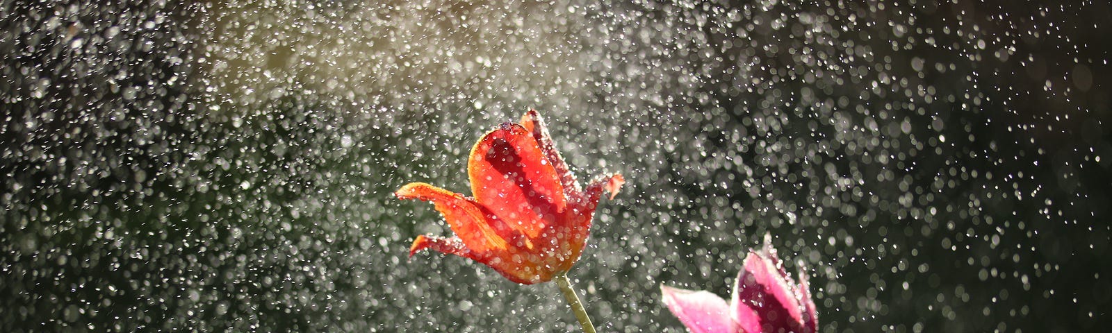 Two tulips in the rain.