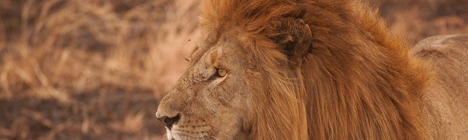 Close-up of a lion in the wild.