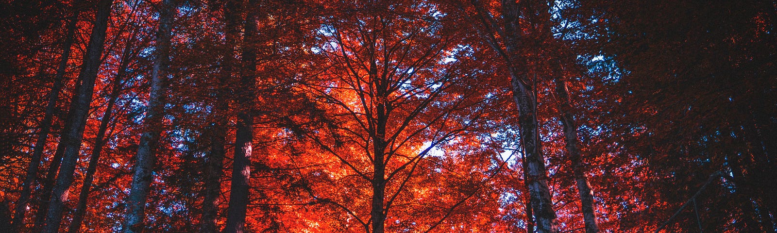 Red leaves on tall trees glow in the sunlight.