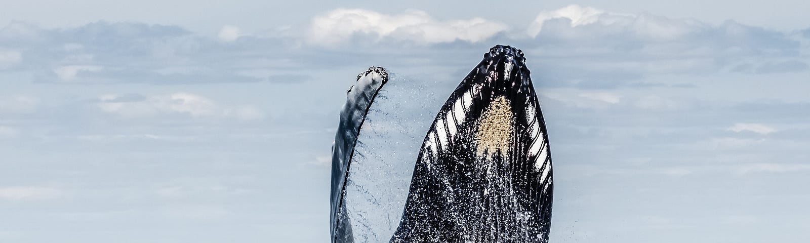 Humpback whale breaching Stellwagen Bank MA 