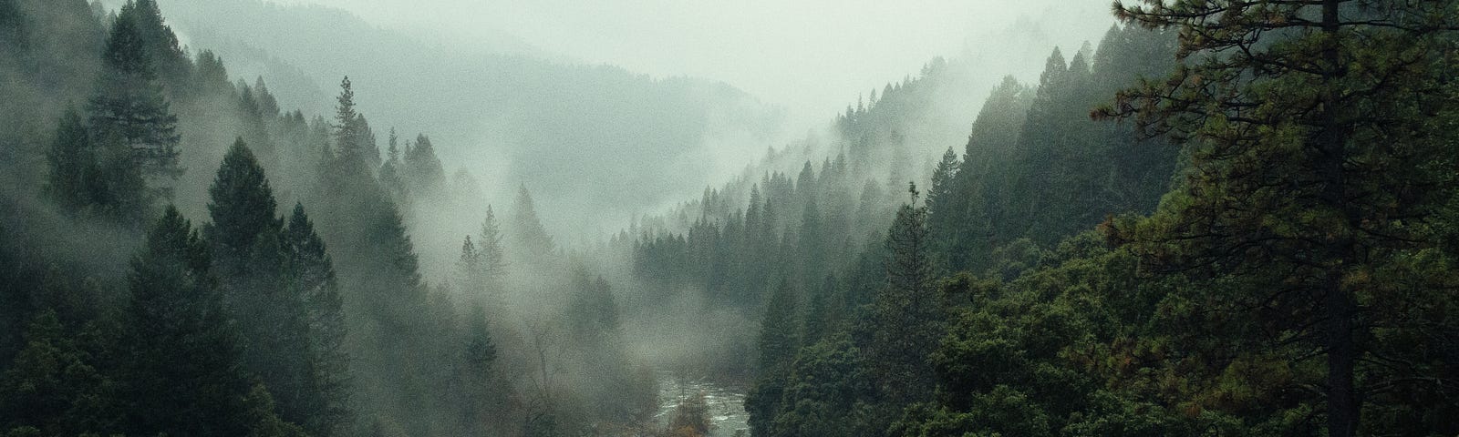 A dark misty river with trees around