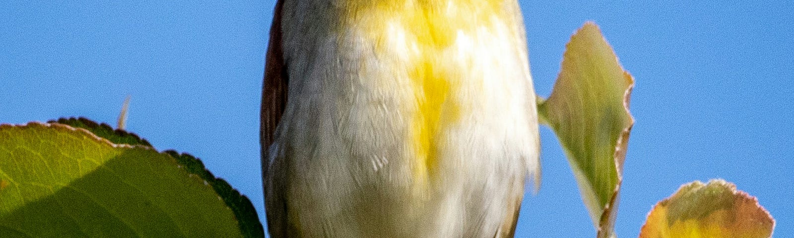 yellow and white bird perched on branch, singing