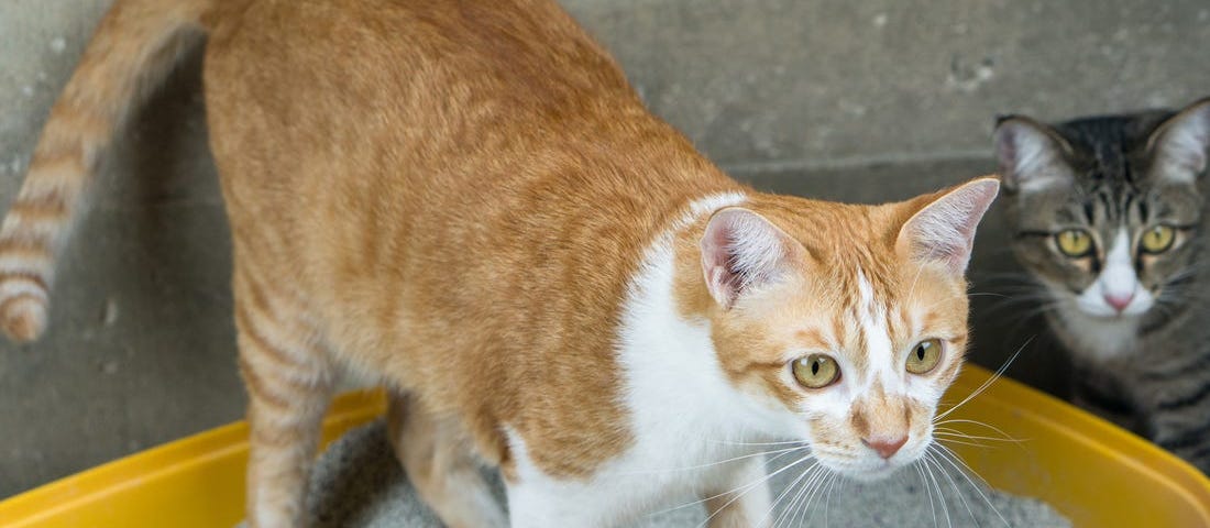 A cat stands in cat litter.