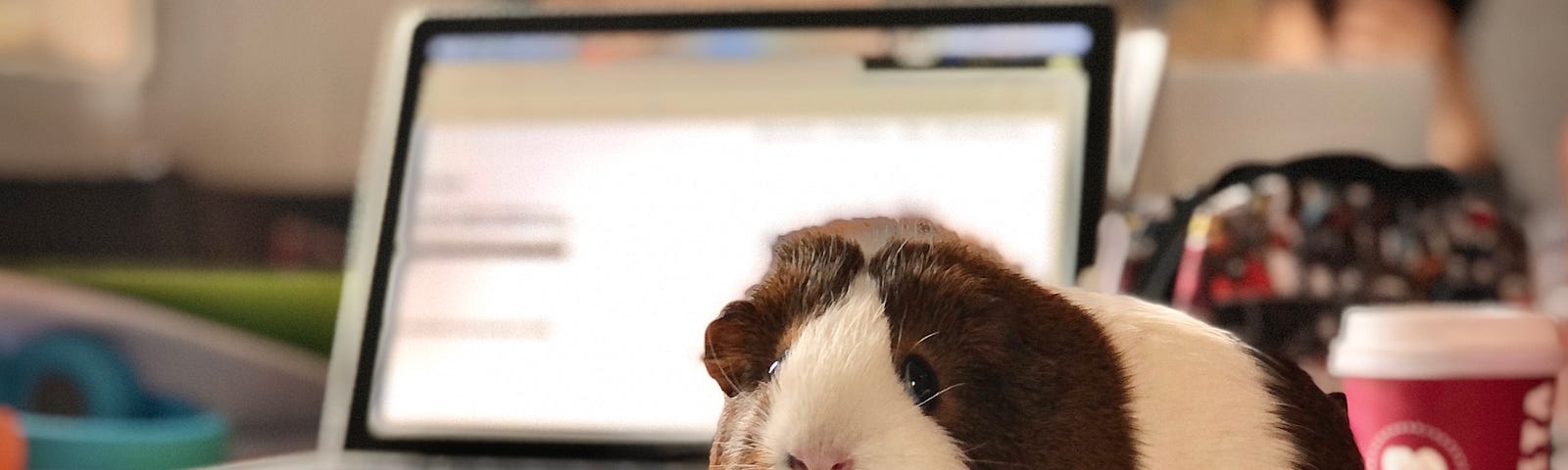 A Guinea Pig sits on a notebook in front of a computer