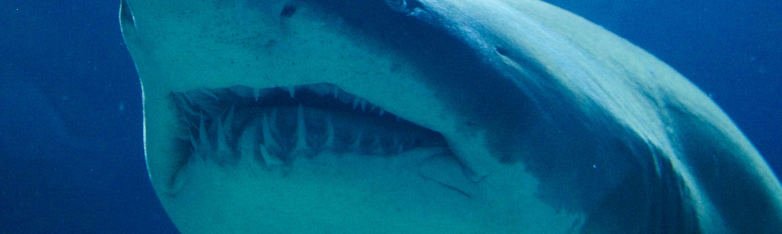 A close-up picture of a great white shark in the ocean. Its teeth are showing. It looks majestic and yet hopeless, as if it were aware of the tragic destiny its species faces. A little fish is visible in the distance.