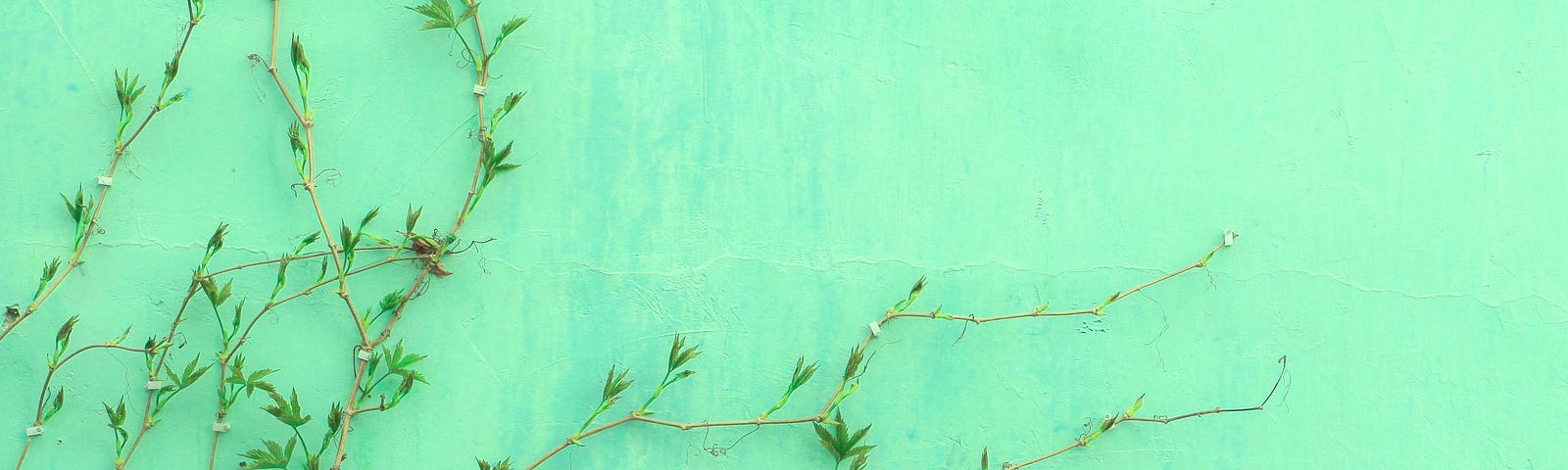 subtle tree branches against a light blue wall