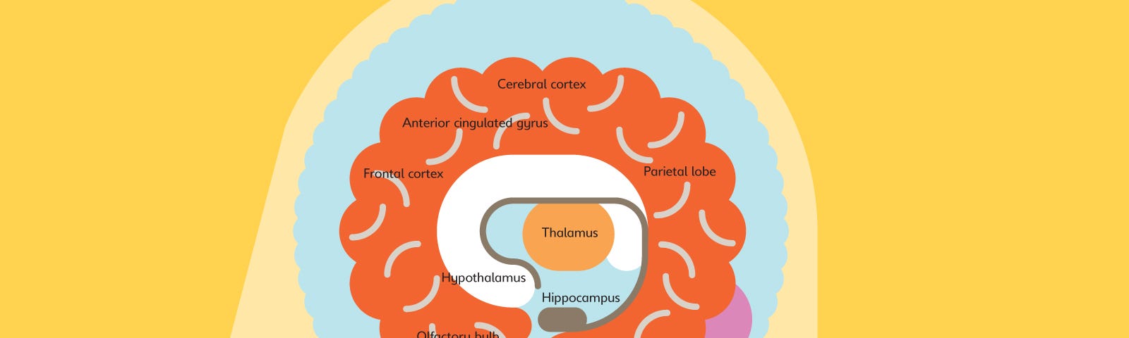 Infographic of the human brain by Peter Grundy