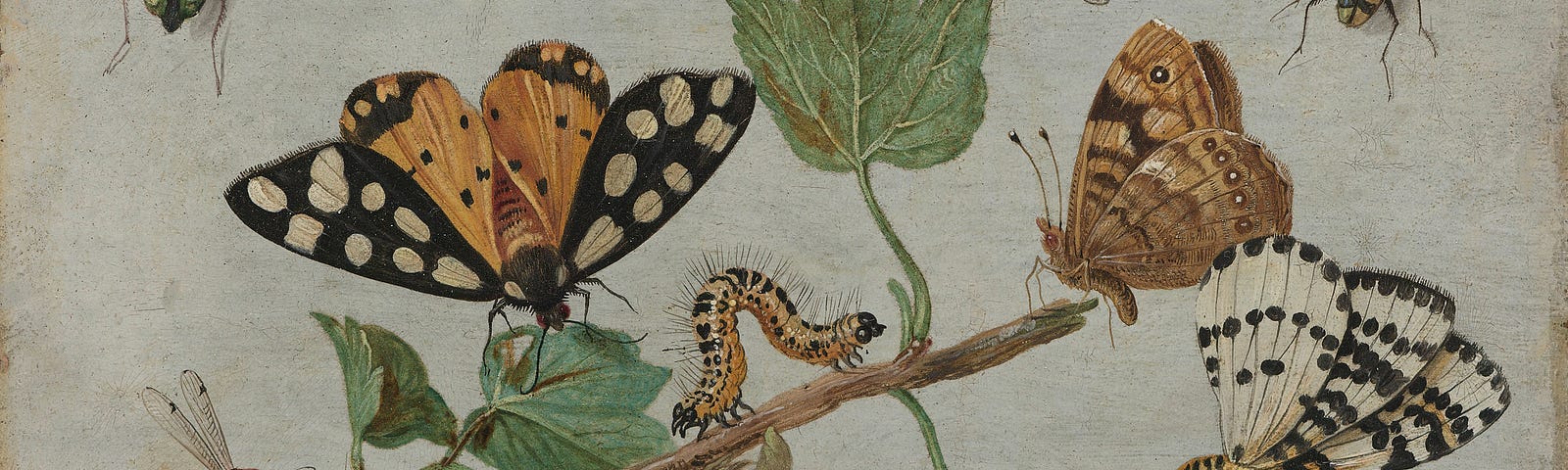 A picture showing caterpillars, butterflies, and various other insects on a branch with white berries.