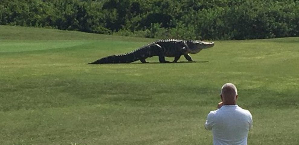 alligator-golf-course