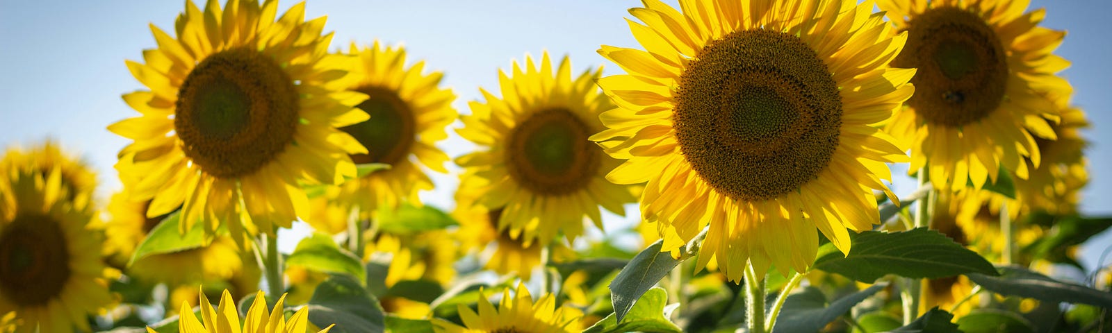 Several sunflowers in bloom