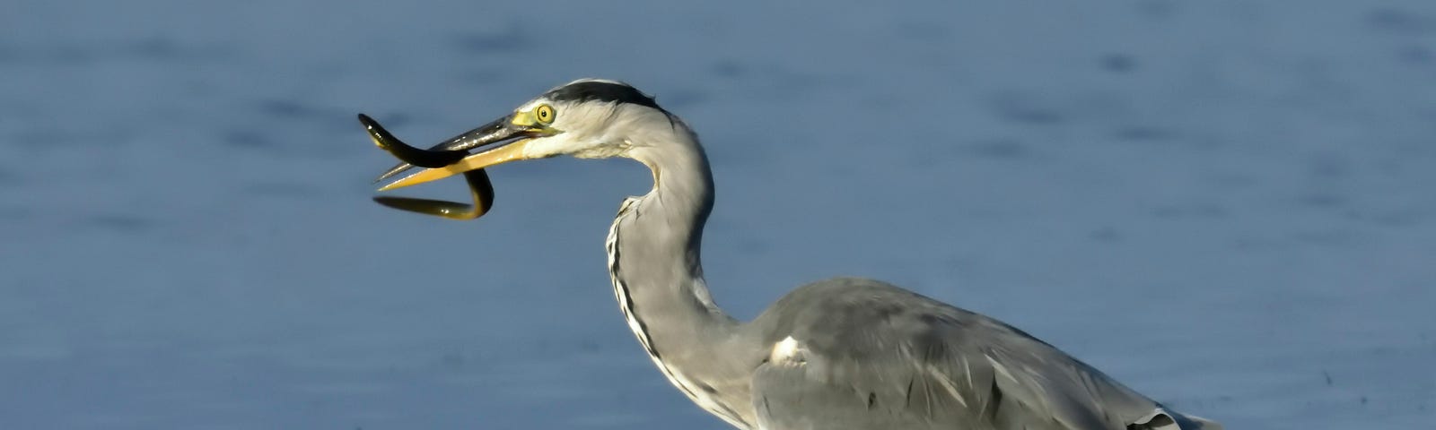 A heron stands in a lake, holding an eel in its beak
