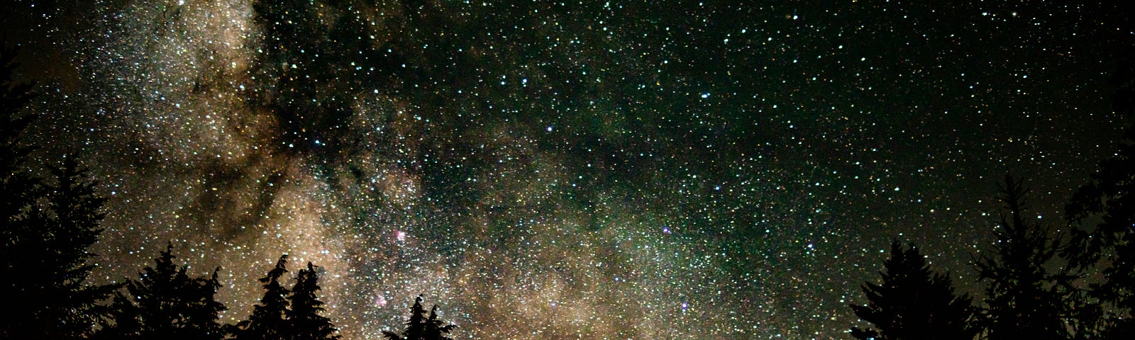 A stary, stary night sky silhouetted against a row of evergreen trees