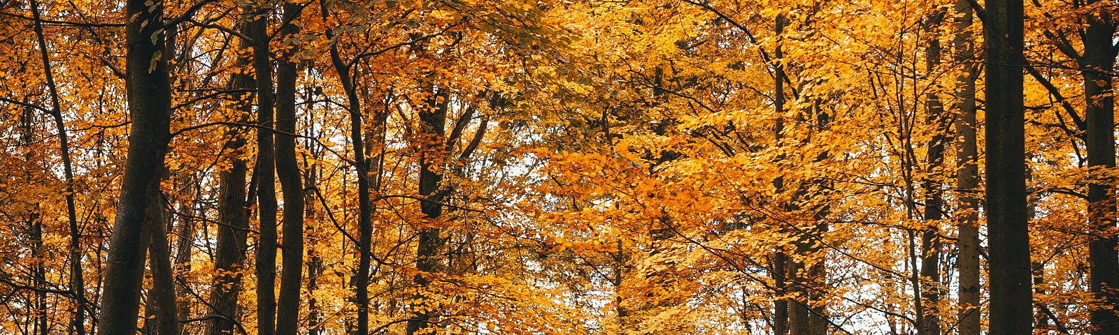 Figure walking through autumn trees