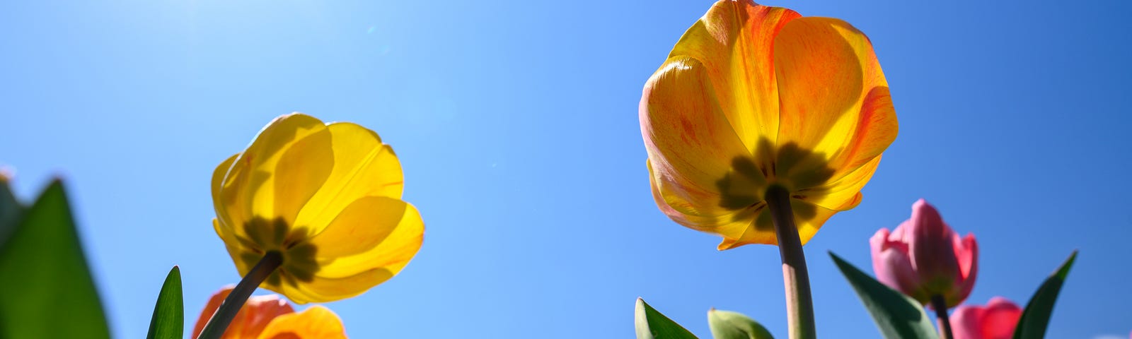 Red and yellow tulips face up yo a bright blue sky.