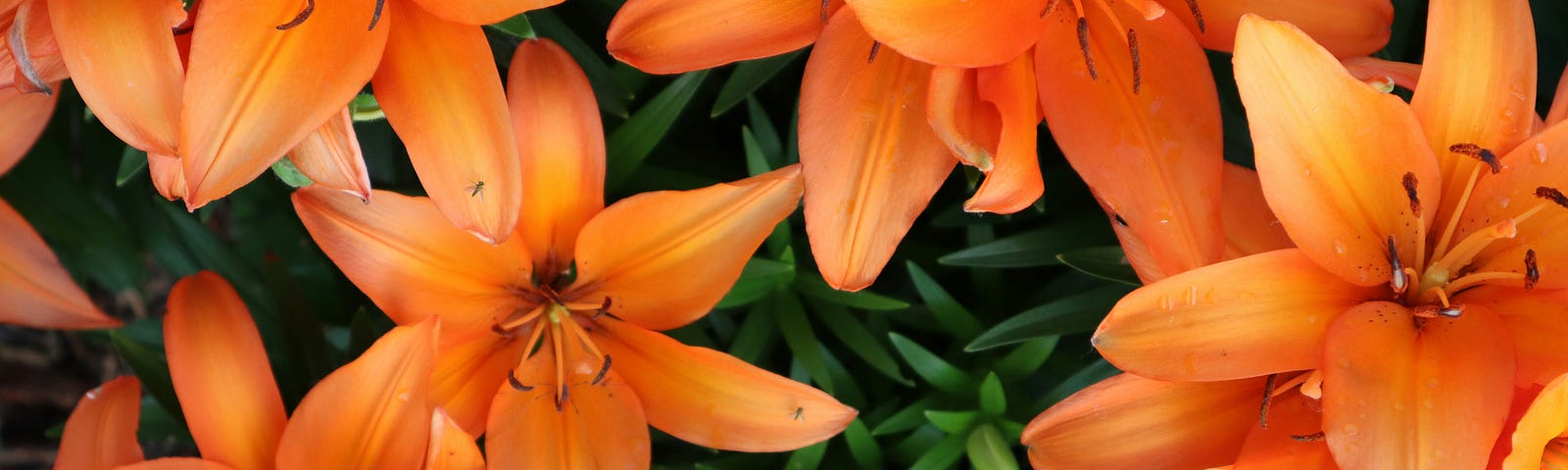 orange lilies