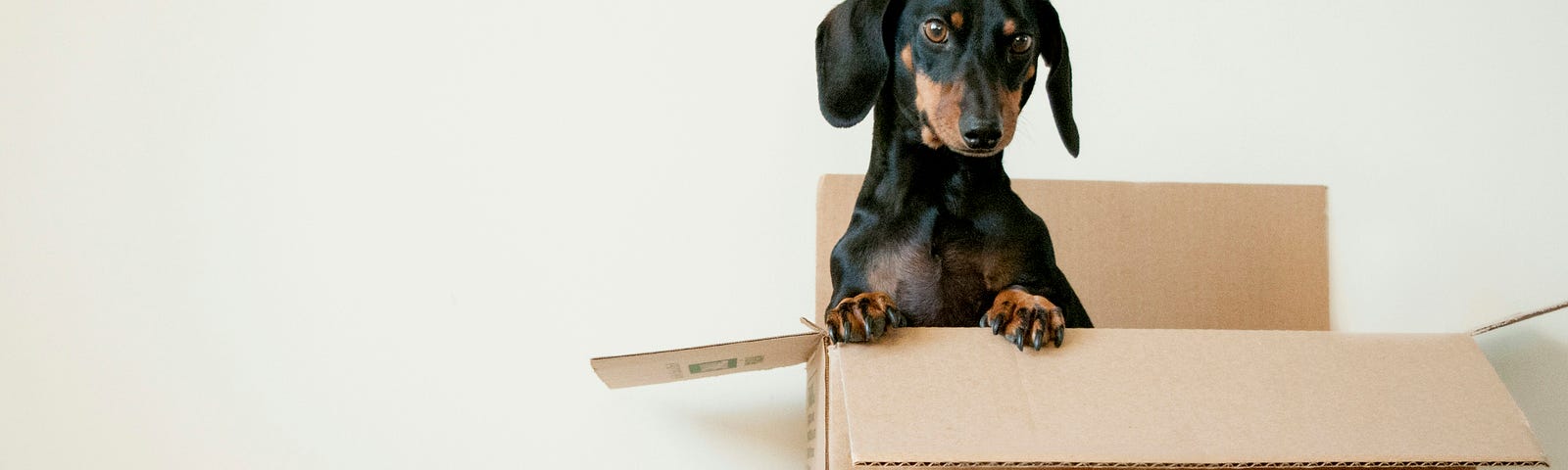 a cute dachsond dog peaks out from a packing box