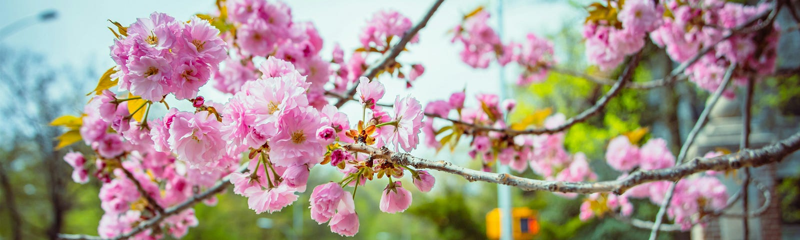 A road crossing with a cherry tree branch close up.