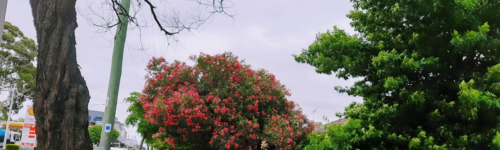 Flowering trees