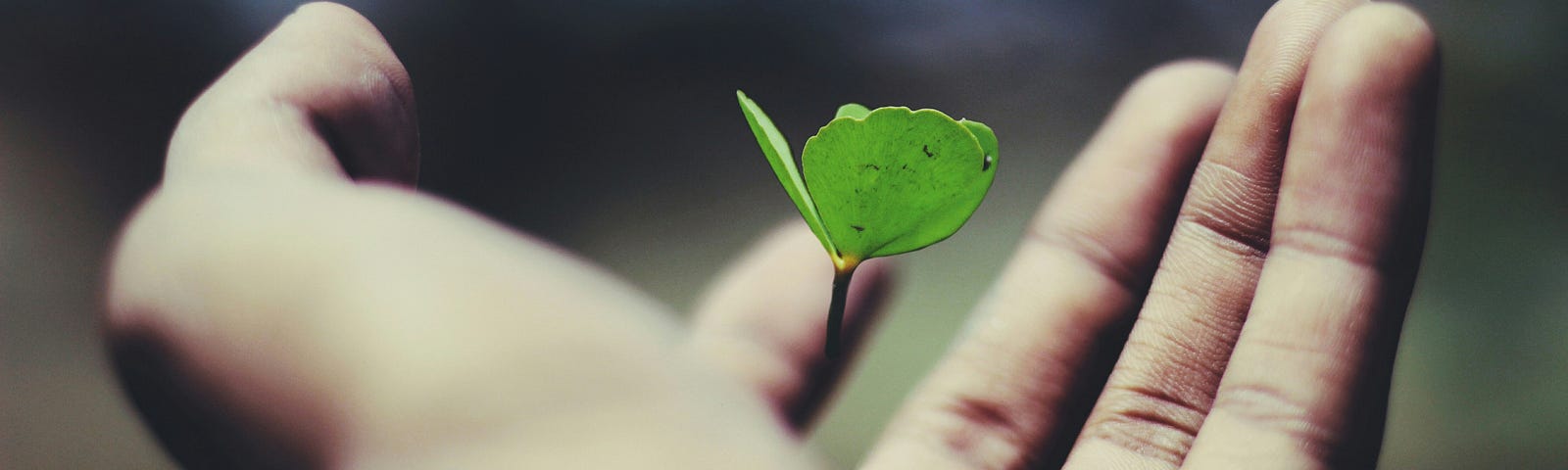 A human palm visible with a small leaf on its palm.