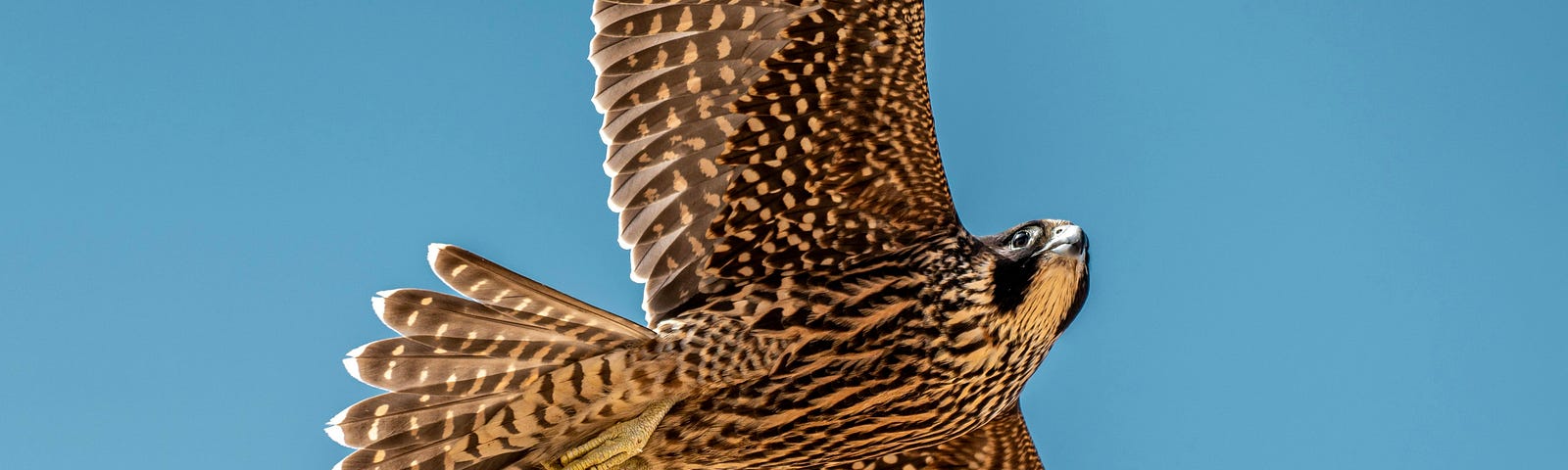 Hawk in flight with broad wingspan