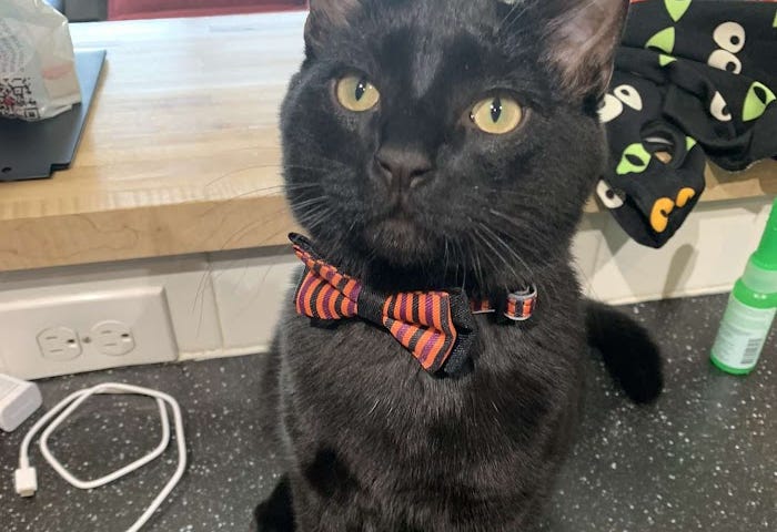 A black kitten with a bow-tie collar