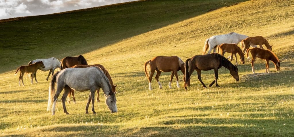 Horses in the pasture|Travel Land|