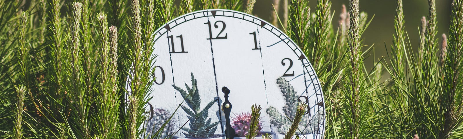 A clock resting in pine tree branches