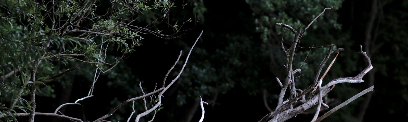 Tree branches floating atop water. It has a grey tinge.