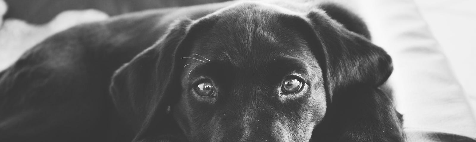 Black lab puppy with sad expression